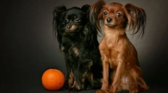 Orosz toy terrier (fotók): a fajta, gondozás, kiskutya kiválasztása